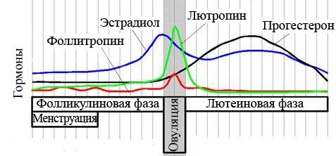 График секреции гормонов в менструальном цикле