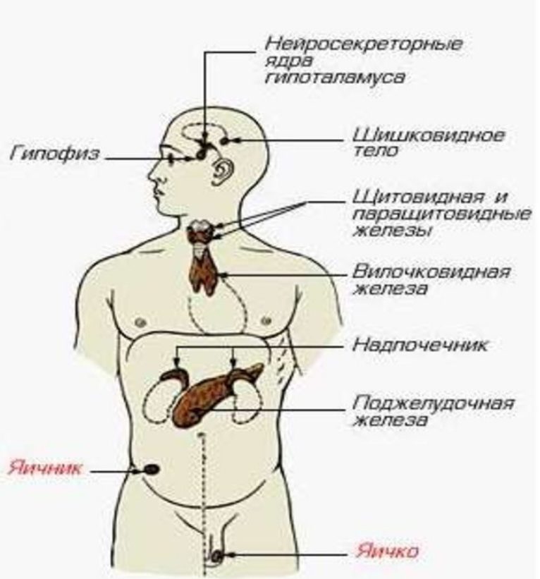 Эндокринная система