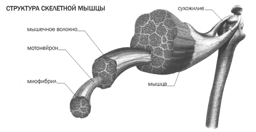 Структура скелетной мышцы