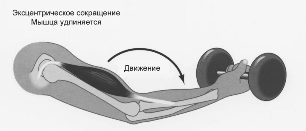 Эксцентрический режим работы мышц