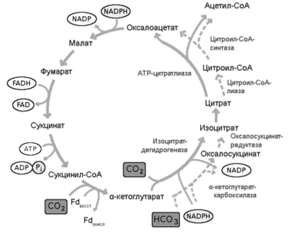 Цикл Кребса