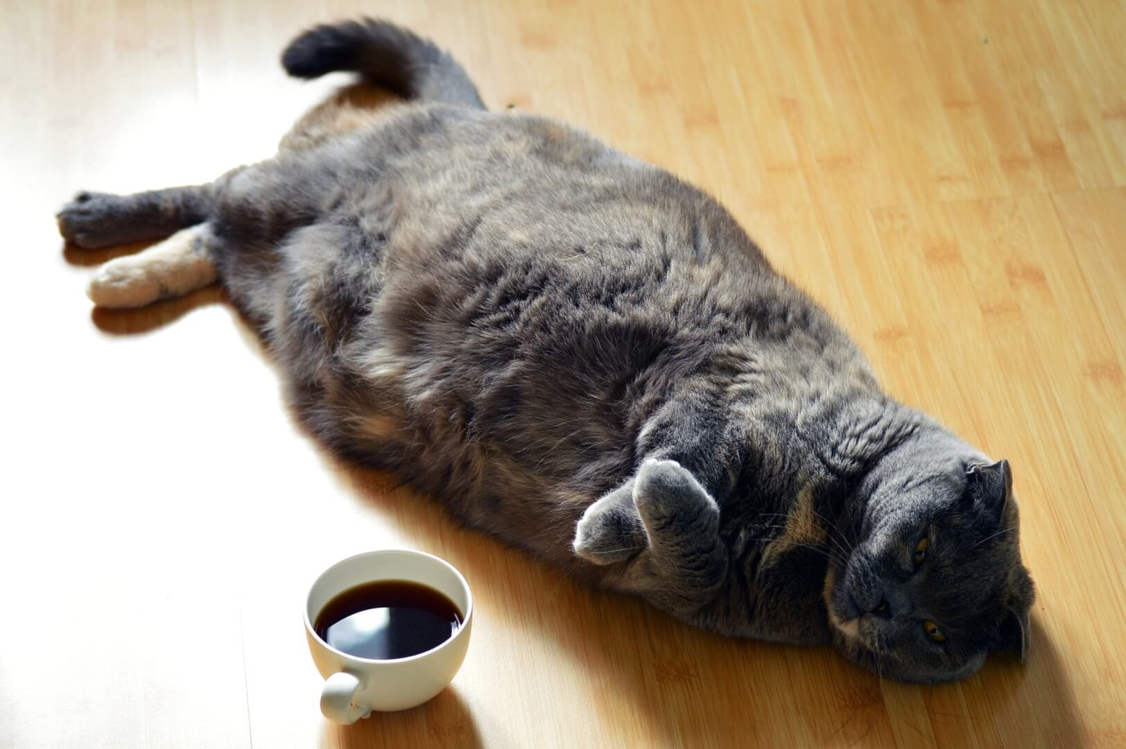 котэ