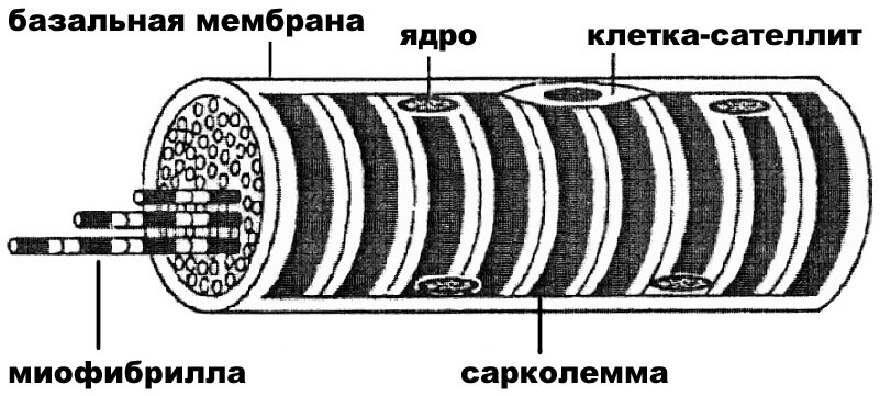 саркомер