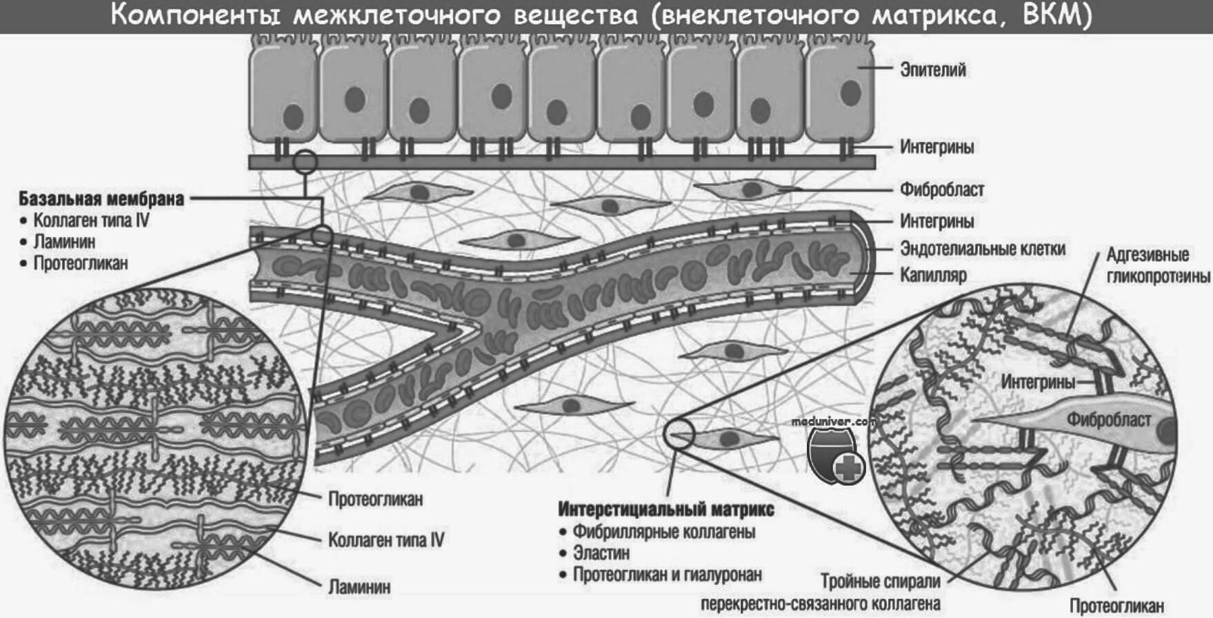 Внеклеточный матрикс